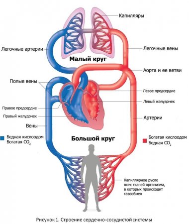Как бег на длинные дистанции влияет на сердце бегуна